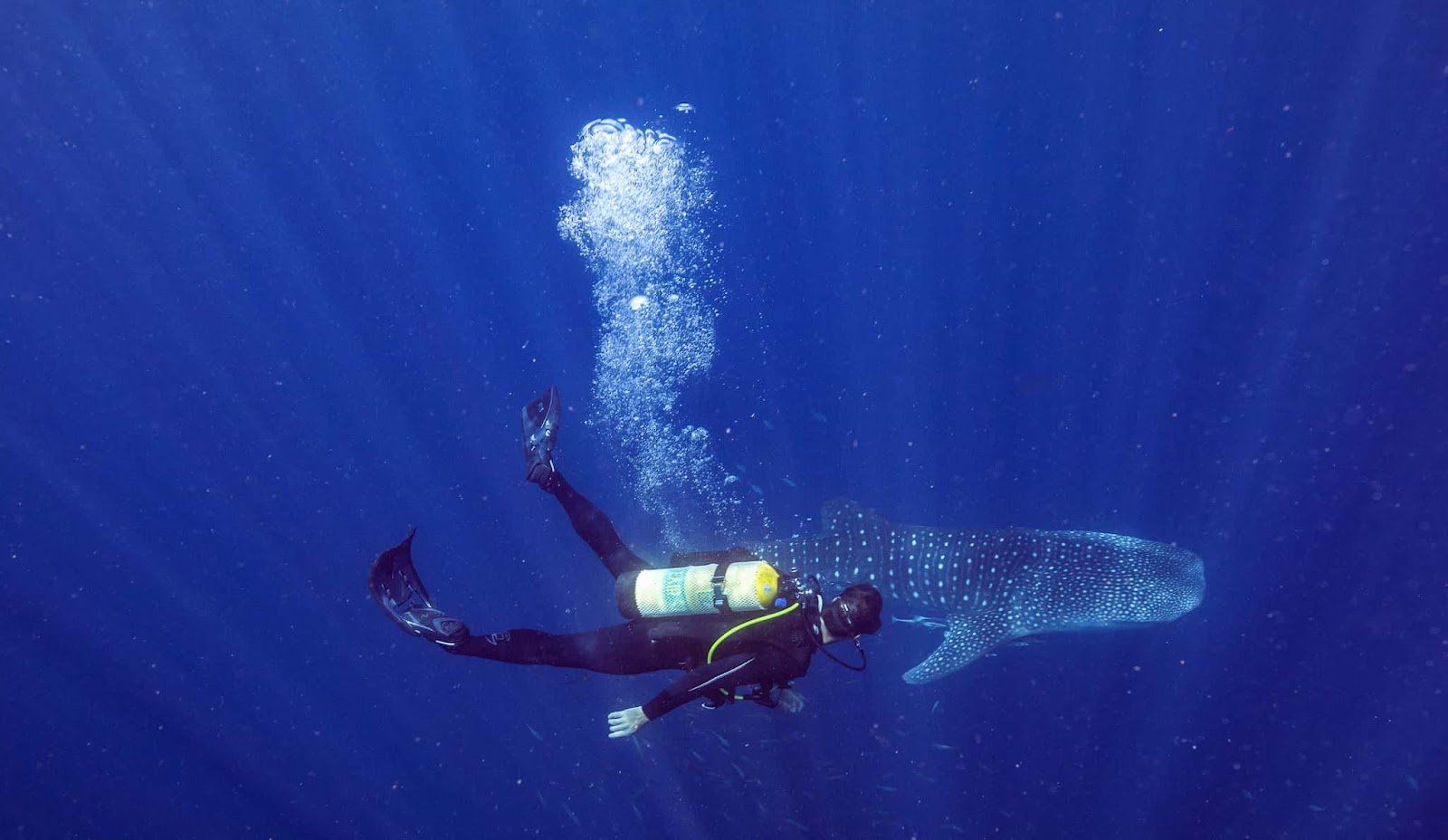 Scuba Diving – Why You Need To Try!